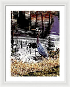 Blue Heron - Framed Print