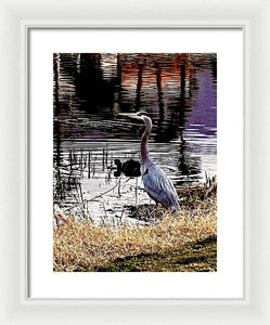 Blue Heron - Framed Print