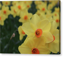 Daffodils at Windsor Palace - Canvas Print