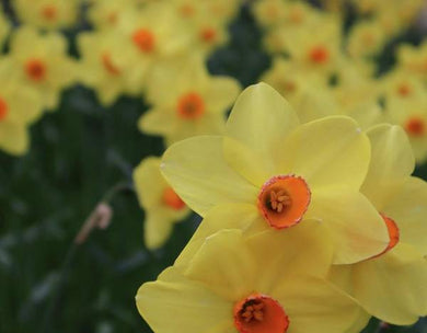 Daffodils at Windsor Palace - Art Print