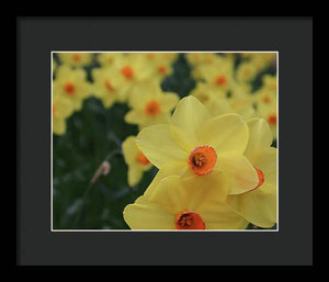 Daffodils at Windsor Palace - Framed Print