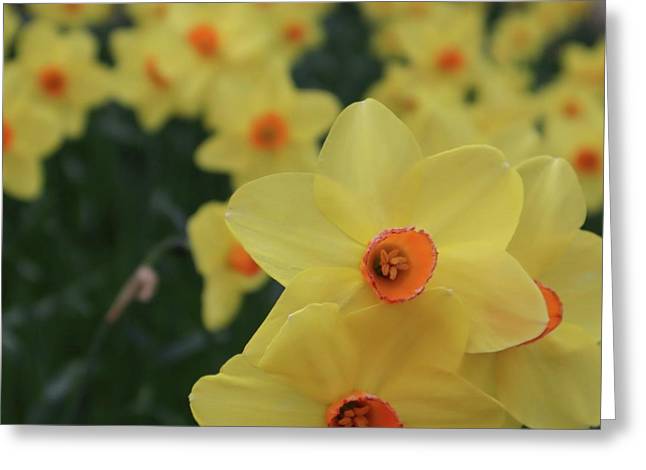 Daffodils at Windsor Palace - Greeting Card