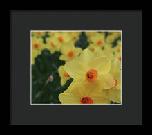 Daffodils at Windsor Palace - Framed Print
